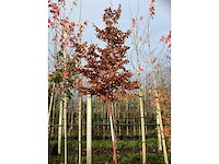 Groene beuk - laanboom - afbeelding 2 van  3