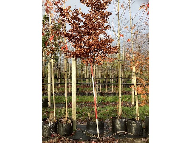 Groene beuk - laanboom - afbeelding 3 van  3