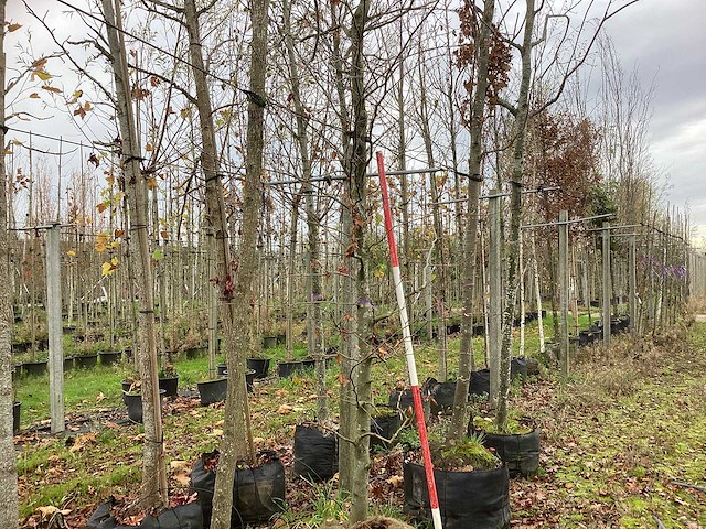 Groene beuk - laanboom - afbeelding 1 van  3