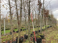 Groene beuk - laanboom - afbeelding 1 van  3