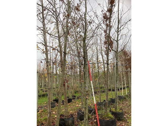 Groene beuk - laanboom - afbeelding 2 van  3