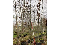 Groene beuk - laanboom - afbeelding 2 van  3