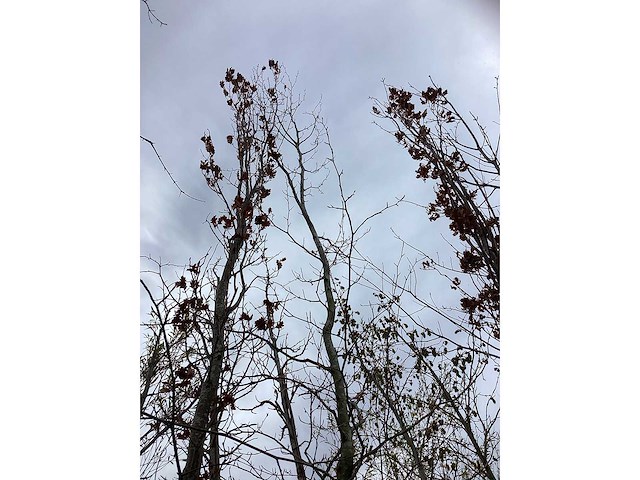 Groene beuk - laanboom - afbeelding 3 van  3