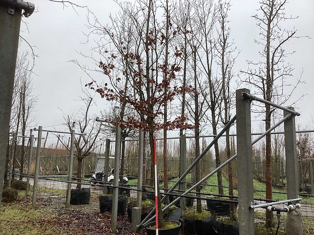 Groene beuk - laanboom - afbeelding 1 van  3