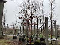 Groene beuk - laanboom - afbeelding 1 van  3