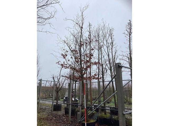 Groene beuk - laanboom - afbeelding 2 van  3