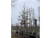 Groene beuk - laanboom - afbeelding 2 van  3