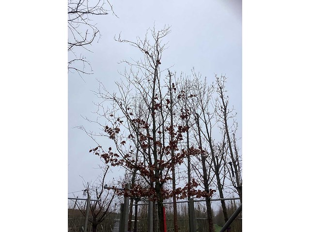Groene beuk - laanboom - afbeelding 3 van  3