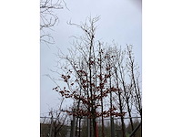Groene beuk - laanboom - afbeelding 3 van  3