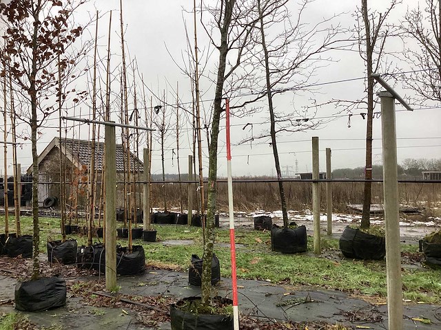 Groene beuk - laanboom - afbeelding 1 van  3