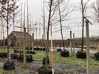 Groene beuk - laanboom - afbeelding 1 van  3