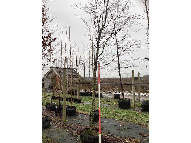 Groene beuk - laanboom - afbeelding 2 van  3