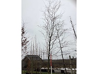 Groene beuk - laanboom - afbeelding 3 van  3