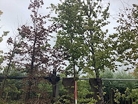 Groene beuk - laanboom - afbeelding 1 van  2