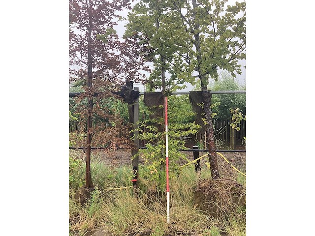 Groene beuk - laanboom - afbeelding 2 van  2