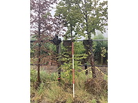 Groene beuk - laanboom - afbeelding 2 van  2