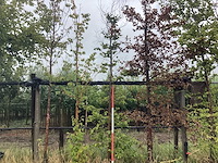 Groene beuk - laanboom - afbeelding 1 van  2