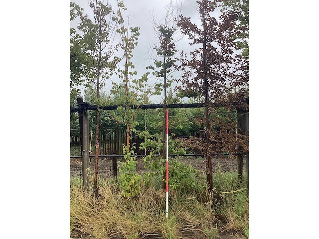 Groene beuk - laanboom - afbeelding 2 van  2