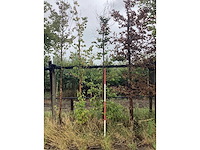 Groene beuk - laanboom - afbeelding 2 van  2