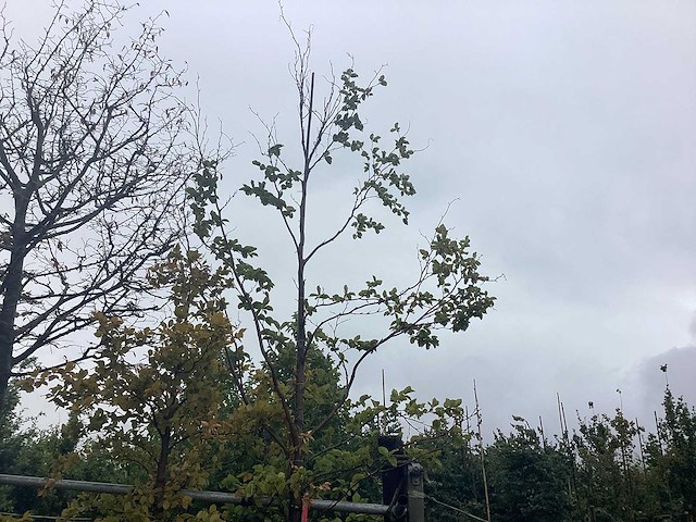Groene beuk - laanboom - afbeelding 1 van  2