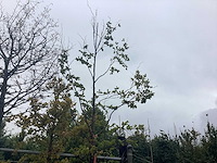 Groene beuk - laanboom - afbeelding 1 van  2