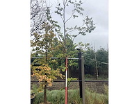 Groene beuk - laanboom - afbeelding 2 van  2
