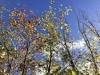 Groene beuk - laanboom