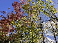 Groene beuk - laanboom