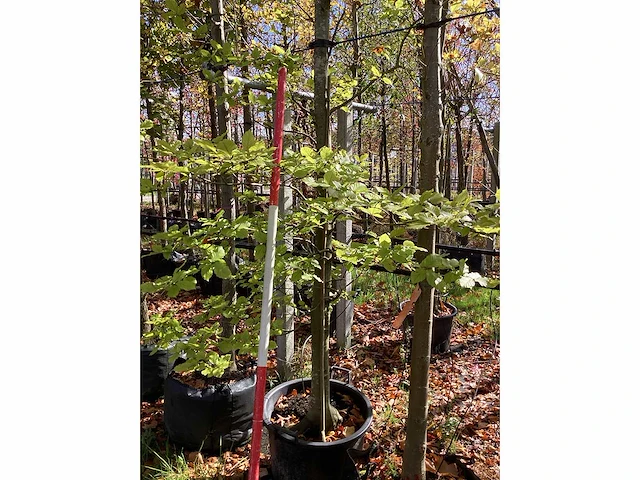 Groene beuk - laanboom - afbeelding 3 van  3