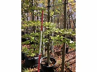 Groene beuk - laanboom - afbeelding 3 van  3