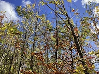 Groene beuk - laanboom