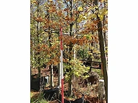 Groene beuk - laanboom - afbeelding 2 van  2