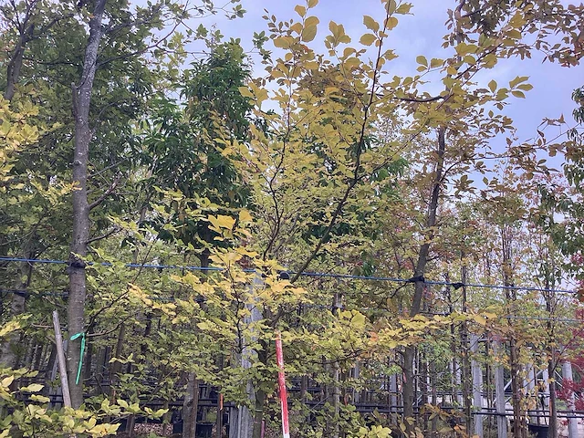 Groene beuk - laanboom - afbeelding 1 van  2