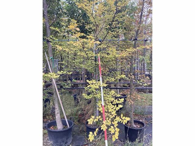 Groene beuk - laanboom - afbeelding 2 van  2