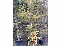 Groene beuk - laanboom - afbeelding 2 van  2