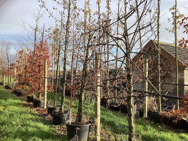 Groene beuk - leiboom (2x) - afbeelding 1 van  3