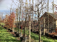 Groene beuk - leiboom (2x) - afbeelding 1 van  3