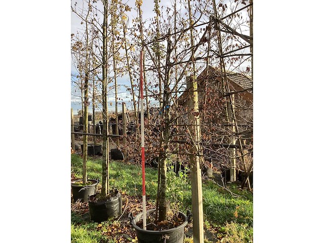 Groene beuk - leiboom (2x) - afbeelding 2 van  3