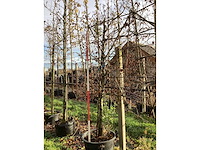 Groene beuk - leiboom (2x) - afbeelding 2 van  3