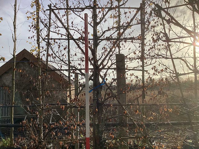 Groene beuk - leiboom (2x) - afbeelding 3 van  3