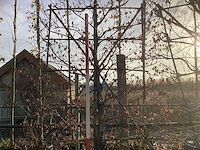 Groene beuk - leiboom (2x) - afbeelding 3 van  3