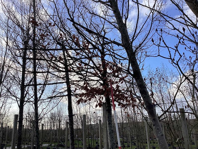 Groene beuk - leiboom - afbeelding 1 van  2