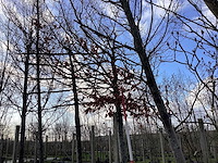 Groene beuk - leiboom - afbeelding 1 van  2