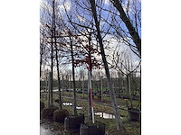 Groene beuk - leiboom - afbeelding 2 van  2