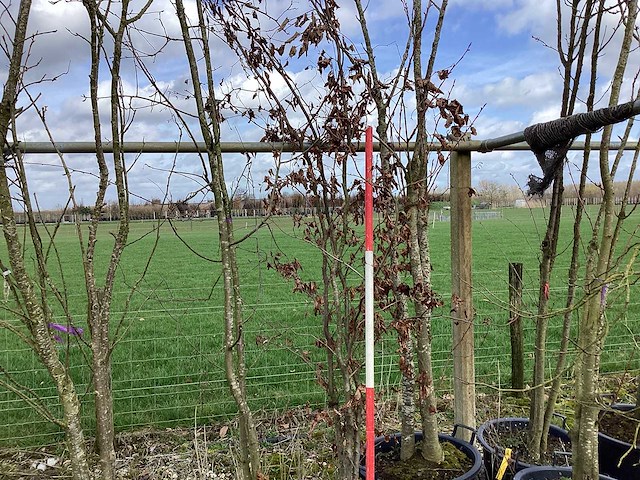 Groene beuk - meerstammige bomen - afbeelding 1 van  2