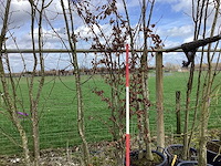 Groene beuk - meerstammige bomen - afbeelding 1 van  2