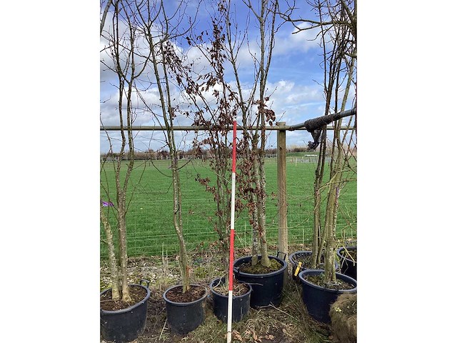 Groene beuk - meerstammige bomen - afbeelding 2 van  2