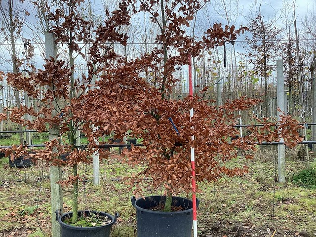 Groene beuk - parkbomen - afbeelding 1 van  2
