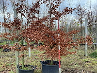 Groene beuk - parkbomen - afbeelding 1 van  2