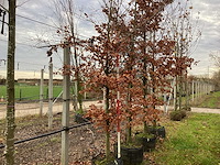 Groene beuk - parkboom (2x) - afbeelding 1 van  3